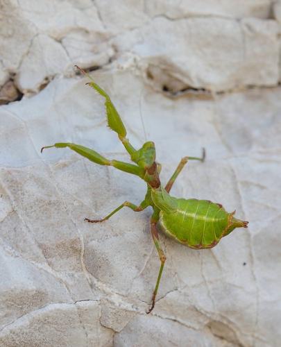 Ameles spallanzania
